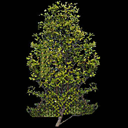 broadleaftree005