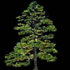 tree015